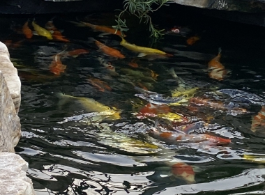 Hồ cá coi đẹp 