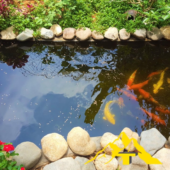 lọc sạch tảo xanh hồ cá Koi