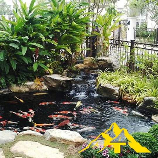 Thiết kế và thi công hồ cá Koi 