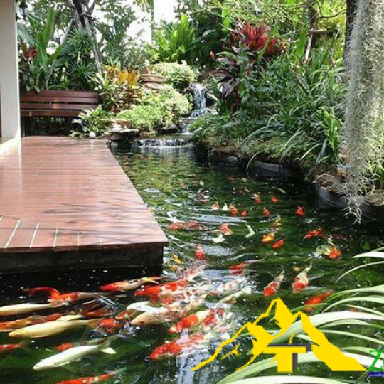  mẫu hồ Koi đẹp dành cho người đam mê và muốn sở hữu